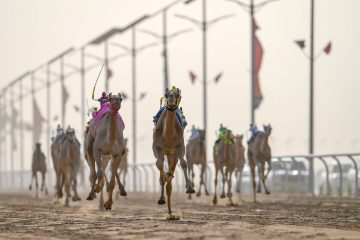 الاتحاد السعودي يعلن انطلاق المرحلة النهائية من مهرجان ولي العهد للهجن