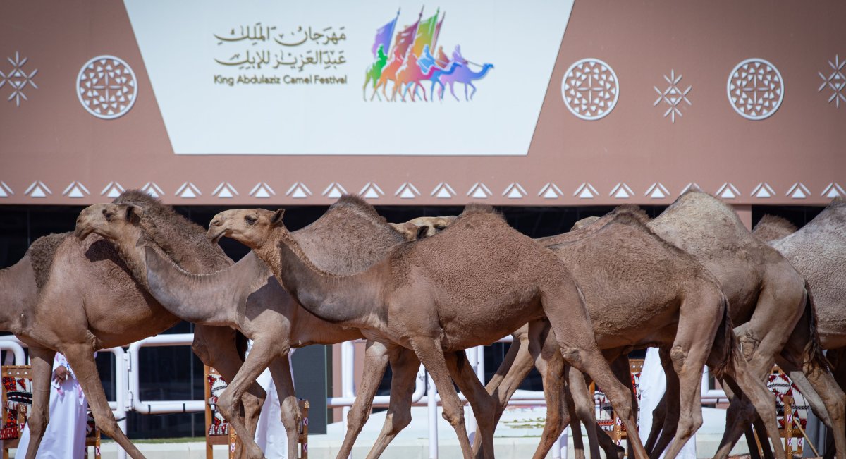 نادي الإبل يعلن عن شرط أساسي لقبول الاشتراك بمهرجان الملك عبد العزيز