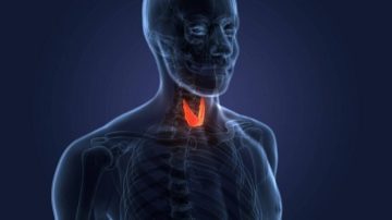 اكتشاف تأثيرات جديدة لهرمون الغدة الدرقية على الجسم