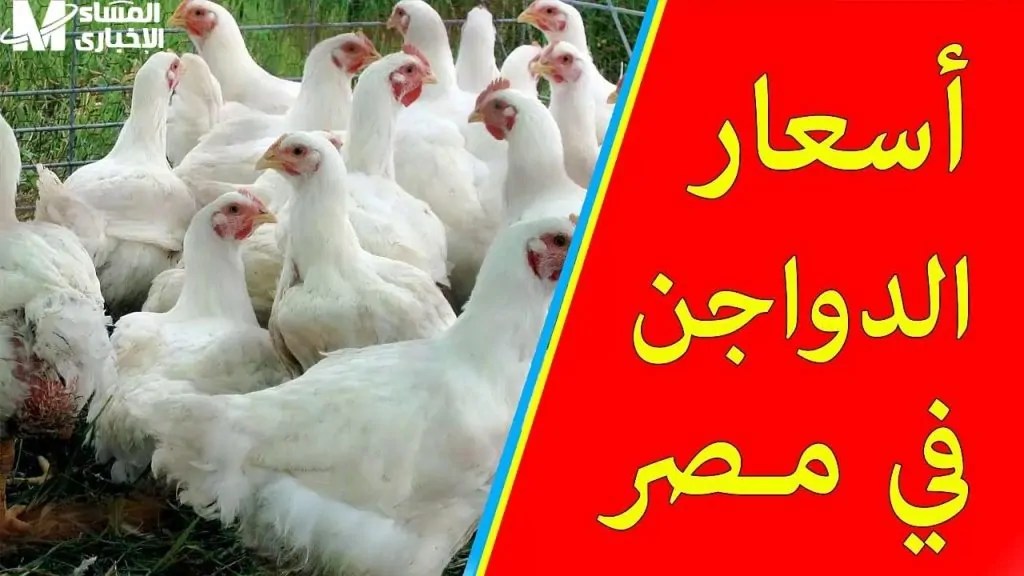 سعر الفراخ اليوم