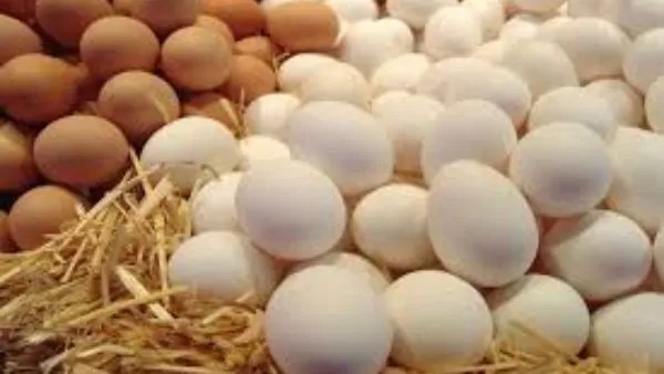 مدة صلاحية البيض في فصل الصيف وطرق التخزين الصحيحة له 4 مدة صلاحية البيض