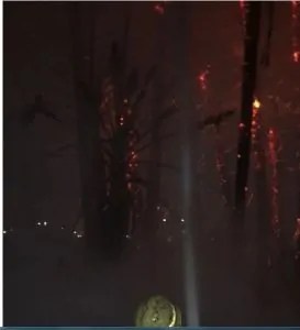 في مشهد مفزع حريق هائل يلتهم نخيل كورنيش مصر القديمة 4 اشتعال النيران
