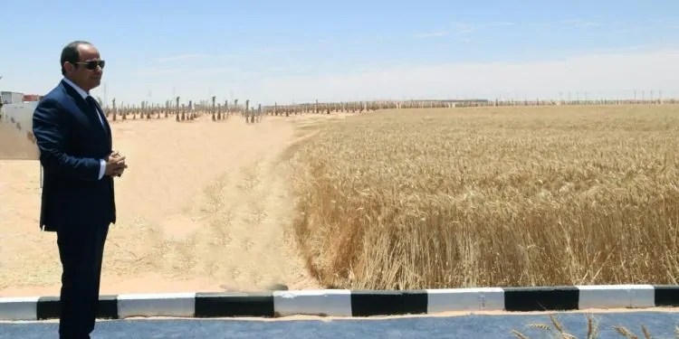 الرئيس السيسي يزف أنباء مفرحة للعاملين في 14 بحيرة لزيادة إنتاج السمك 3 الرئيس السيسي