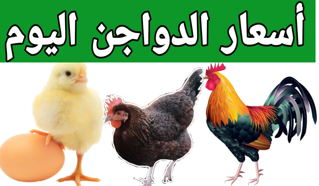 أسعار الفراخ اليوم 7مايو 2025 بالأسواق وصلت إلى 100 جنيه 3 سعر الفراخ اليوم