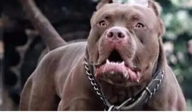 وزير الزراعة يكشف عن 3 سلالات من الكلاب محظور اقتناؤها أو ترخيصها ومن يملكها يجب تسليمها للطب البيطري 3 سلالات من الكلاب محظور اقتناؤها