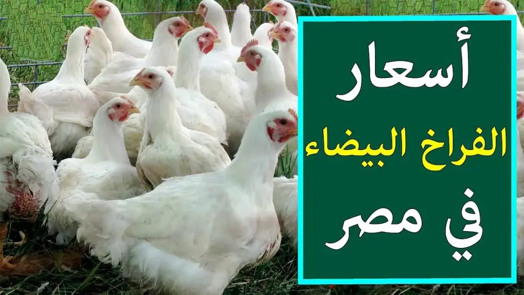 تراجع سعر الفراخ اليوم 8 يونيو 2025ثالث أيام عيد الأضحى 3 سعر الفراخ اليوم