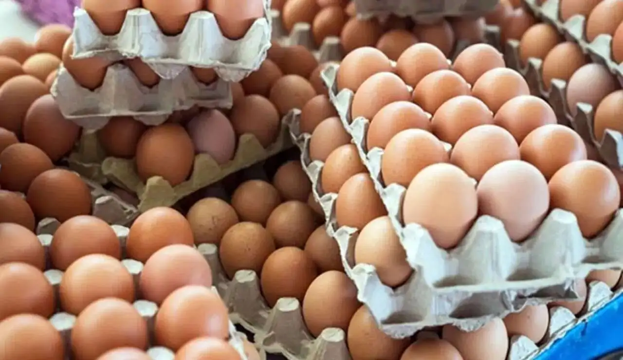أزمة كبيرة تضرب أمريكا وكشف تفاصيل سحب البيض من 7 ولايات عقب تفشي بكتريا السالمونيلا 5 أزمة البيض