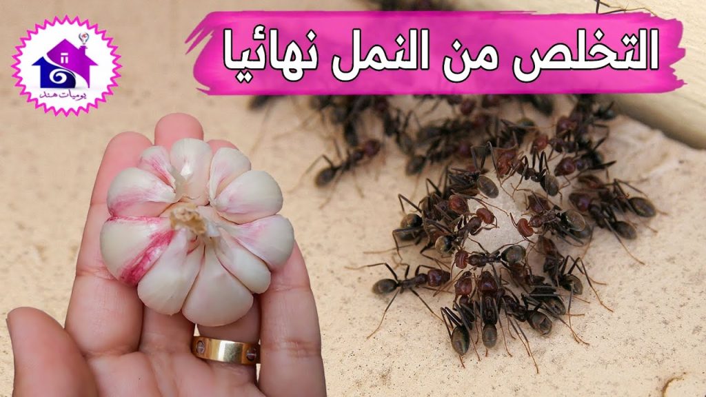طرق آمنة للتخلص من النمل في المنزل دون اللجوء للمواد الكيميائية 3 كيفية طرد النمل بشكل دائم من المنزل