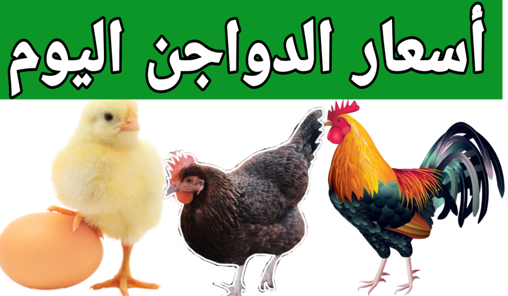 سعر الفراخ اليوم