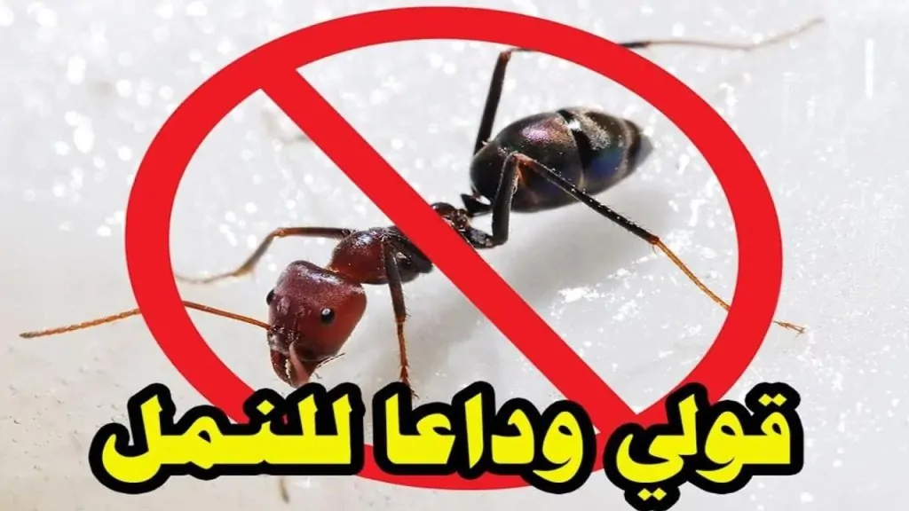 طرق آمنة للتخلص من النمل في المنزل دون اللجوء للمواد الكيميائية 2 طرق آمنة للتخلص من النمل