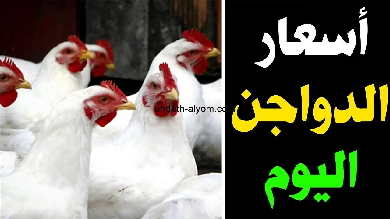 سعر الفراخ اليوم