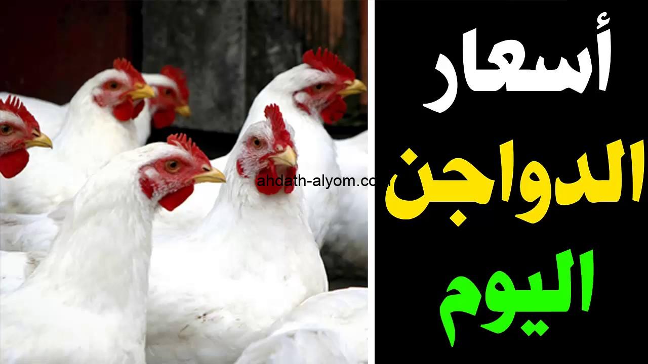 سعر الفراخ والبيض اليوم 9 أغسطس 2025 بالأسواق البانيه نزل 30 جنيه 3 سعر الفراخ اليوم