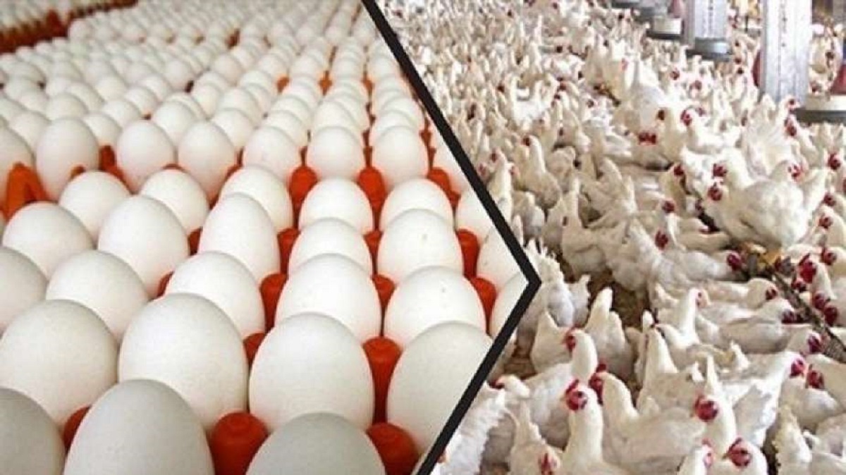 نزلت بسرعة الصاروخ أسعار الفراخ اليوم 24 أغسطس 2025وهذا ثمن البيض الآن 4 أسعار الفراخ اليوم