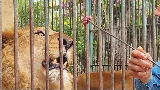 حقيقة التخلص من الأسود بحديقة الحيوان بالجيزة بيان رسمي يوضح التفاصيل 4 الأسود بحديقة الحيوان