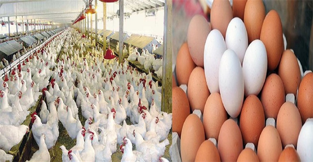 أسعار الدواجن والبيض