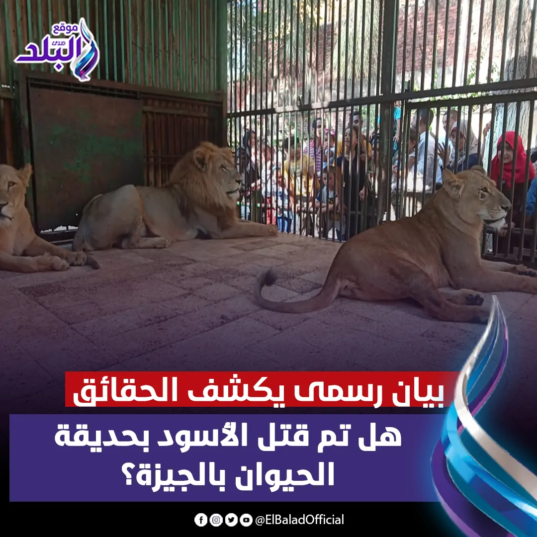 حقيقة التخلص من الأسود بحديقة الحيوان بالجيزة بيان رسمي يوضح التفاصيل 2 الأسود بحديقة الحيوان