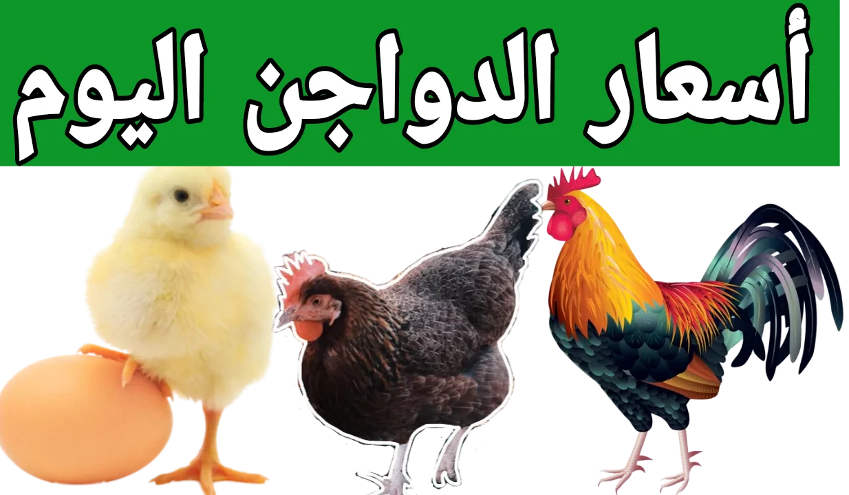 نزلت بسرعة الصاروخ أسعار الفراخ اليوم 24 أغسطس 2025وهذا ثمن البيض الآن 2 سعر الفراخ اليوم