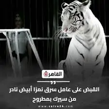 عامل يسرق نمر شرس من السيرك القصة الكاملة لأغرب واقعة سرقة بمطروح 3 سرقة نمر شرس
