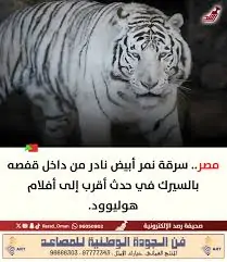 عامل يسرق نمر شرس من السيرك القصة الكاملة لأغرب واقعة سرقة بمطروح 4 سرقة نمر شرس