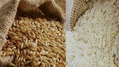 الأرز الأبيض والشعير.. لعبة الأرقام تكشف أسرار السوق