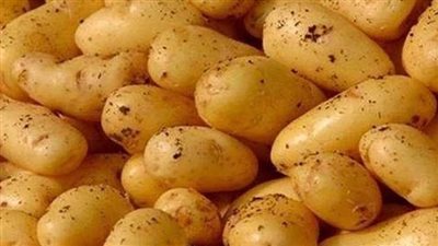 مصر تتجه بقوة نحو مركز عالمي لإنتاج وتصدير تقاوي البطاطس