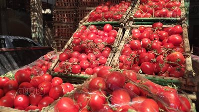 «الزراعة» تنفي صحة الشائعات المتدوالة عن الطماطم بالأسواق