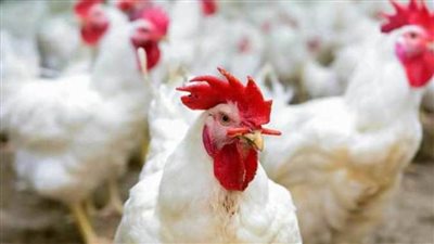 الفراخ البيضاء والحمراء.. الأسعار تثير الذعر في الأسواق