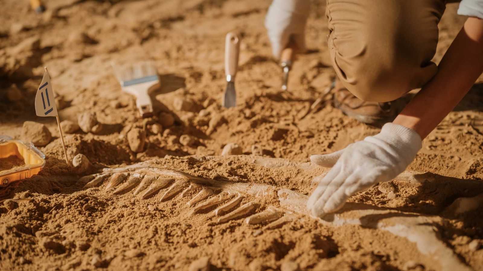 اكتشاف ديناصور نادر يحمل بقايا تمساح بين فكيه