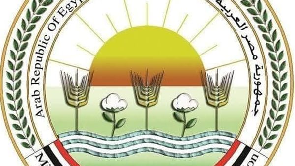“الزراعة” تنفي وجود طماطم في الأسواق مرشوشة بمادة “الإيثريل” لتسريع النضج والتلوين