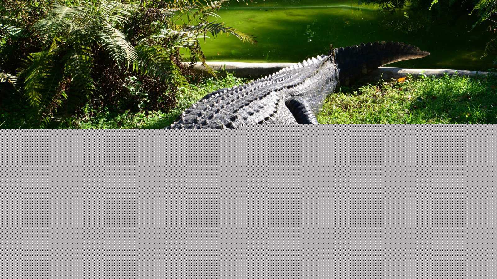 تمساح ضخم يثير الذعر في جورجيا.. والشرطة تتدخل (فيديو)