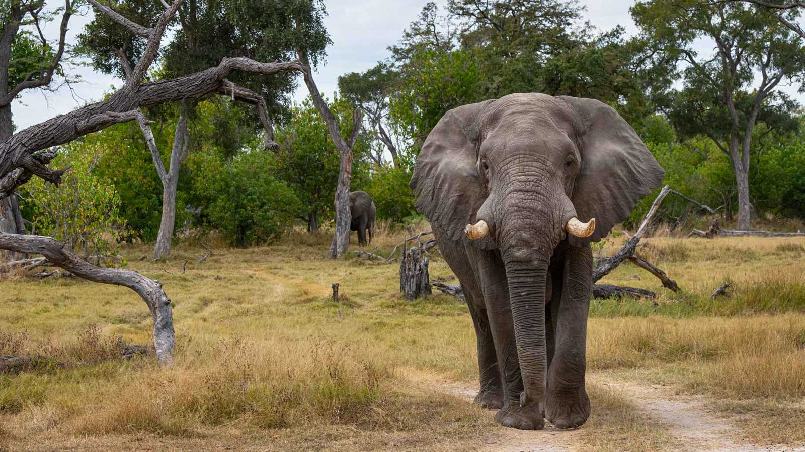 فيل صغير يغازل مربيته.. ويُصرّ على “حضن دافئ” (فيديو)