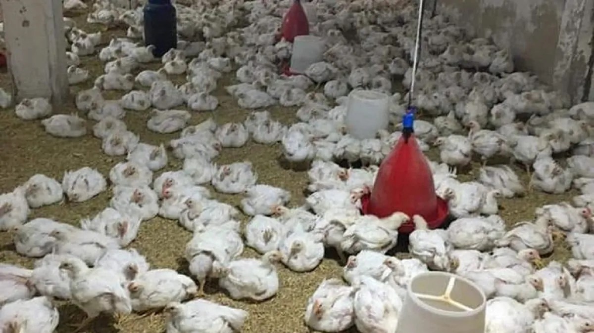 أول تعليق من شعبة الدواجن عقب هبوط أسعار الفراخ ل58 جنيه بالمزارع وكشف توقعات الفترة القادمة
