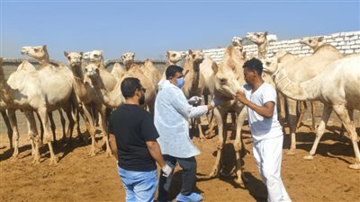 الزراعة تواصل حملات الكشف المبكر عن الأمراض المشتركة بين الإنسان والحيوان خلال سبتمبر