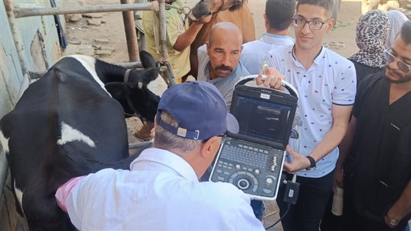 “الزراعة” تكثّف جهود الرعاية التناسلية والتحسين الوراثي للماشية خلال سبتمبر