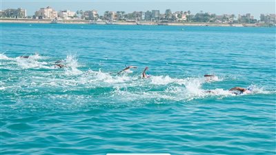 اليوم.. افتتاح بطولة العالم للسباحة بالزعانف بحضور محافظ مطروح ورئيس الأولمبية