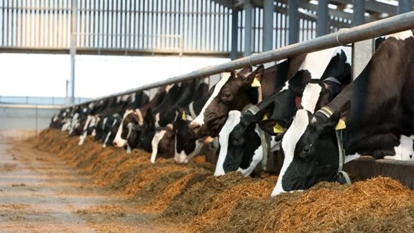 “الزراعة” تطلق الحملة القومية لتحصين الماشية ضد الحمى القلاعية والوادي المتصدع