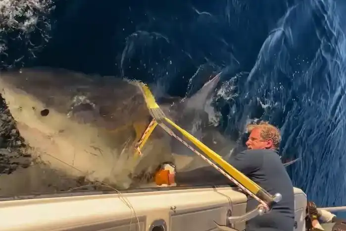 القرش الأبيض