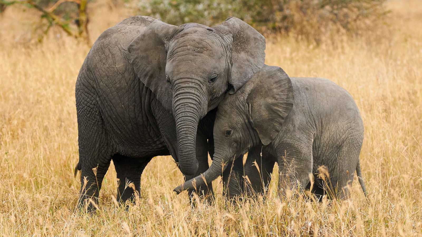 لحظة إنقاذ مؤثرة تكشف رابطة الأمومة بين الفيلة (فيديو)