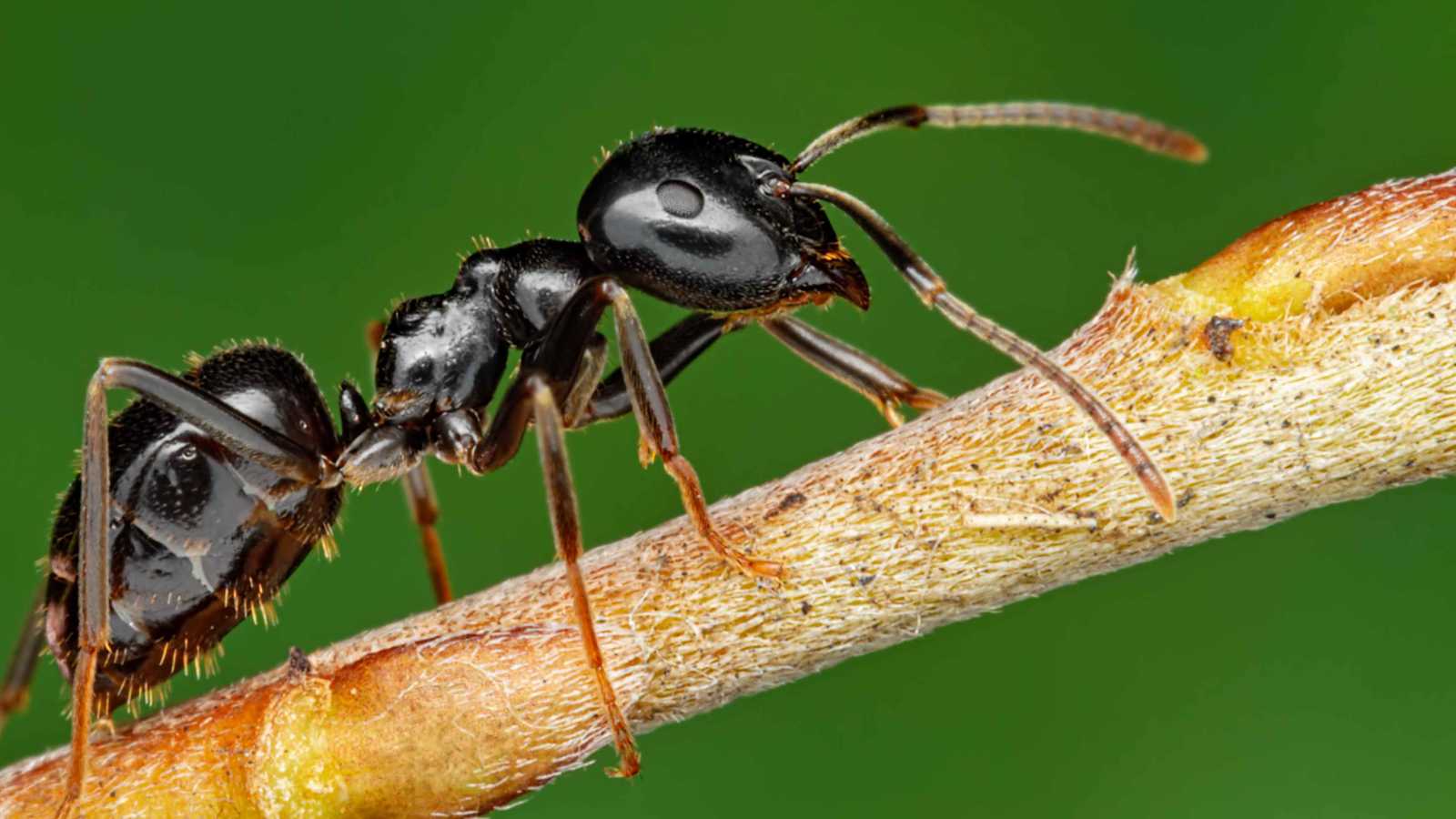 نمل يتحدى الطبيعة.. ملكات يستنسخن أبناء من نوع آخر