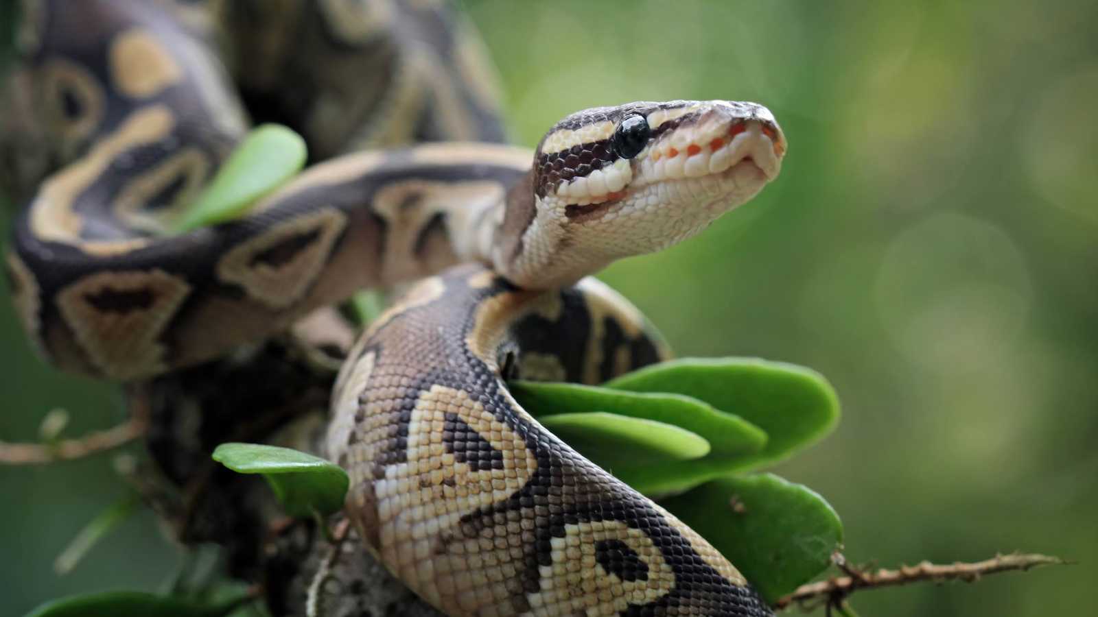 هل الثعابين غير السامة آمنة تماما؟