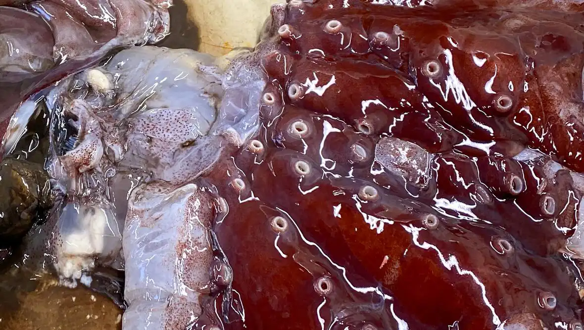 الأخطبوط الشبح