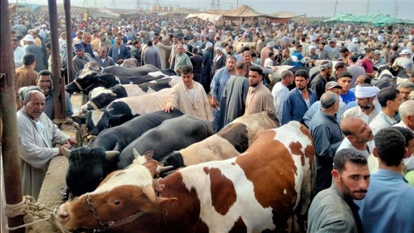 وزارة الزراعة تُحصّن أكثر من 2.2 مليون رأس ماشية ضد الحمى القلاعية والوادي المتصدع