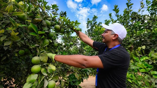 “الزراعة” تعلن بدء الموسم التصديري الجديد لمحصول البرتقال المصري منتصف ديسمبر المقبل