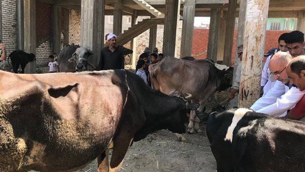 3 حملات قومية على مستوى الجمهورية لتحصين الحيوانات من “الحمى القلاعية”