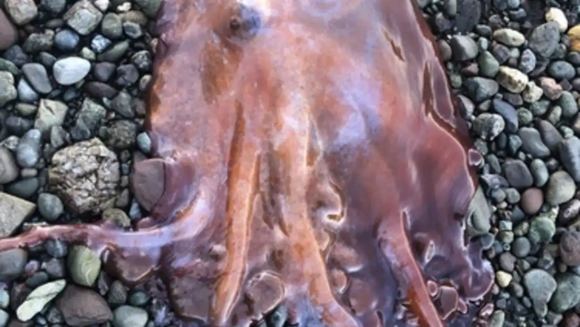 حبار شبح تم العثور عليه على شاطئ في كاليفورنيا في صيف عام 2025