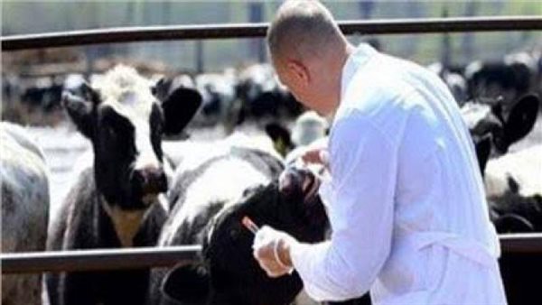 “الزراعة” تكشف حقيقة نفوق ماشية بإحدى المزارع بسبب الحمى القلاعية.. فيديو