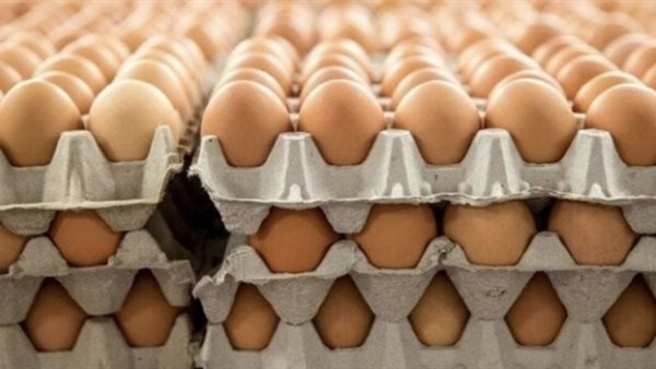 تفاصيل سعر كرتونة البيض اليوم للمستهلك 16-11-2025