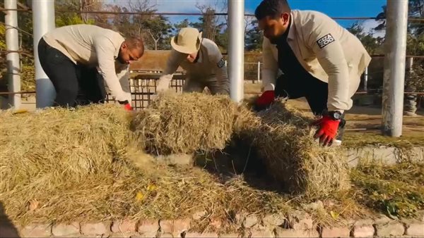 حدائق تكشف حقيقة صور الأفيال الجورجية وتشرح خطة التدريب والاستعدادات