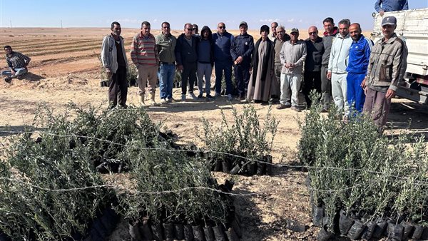 “بحوث الصحراء” يوزّع شتلات الزيتون على منتفعي التجمعات التنموية في سيناء
