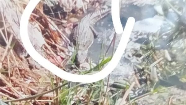 تماسيح مصرف بلبيس صغيرة الحجم وسهل السيطرة عليه